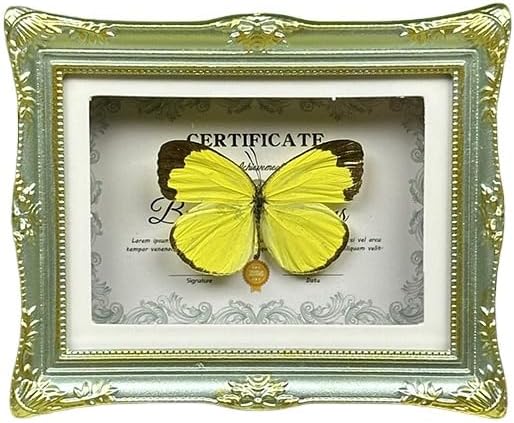 Real Butterfly Shadow Box, Handmade